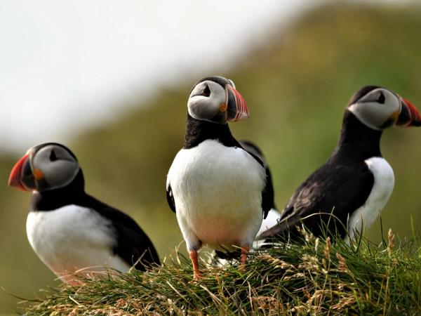 Frailecillos en Islandia