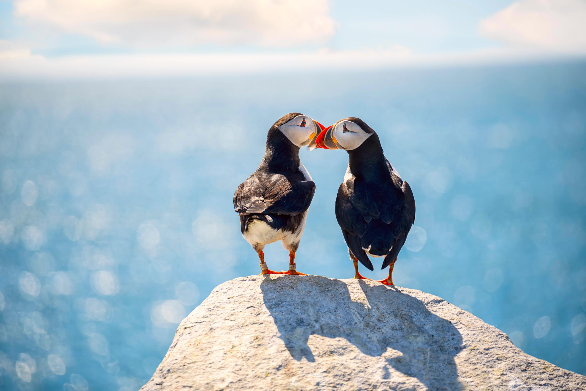 two puffins touching their beaks on top of a rock with the sea on the background