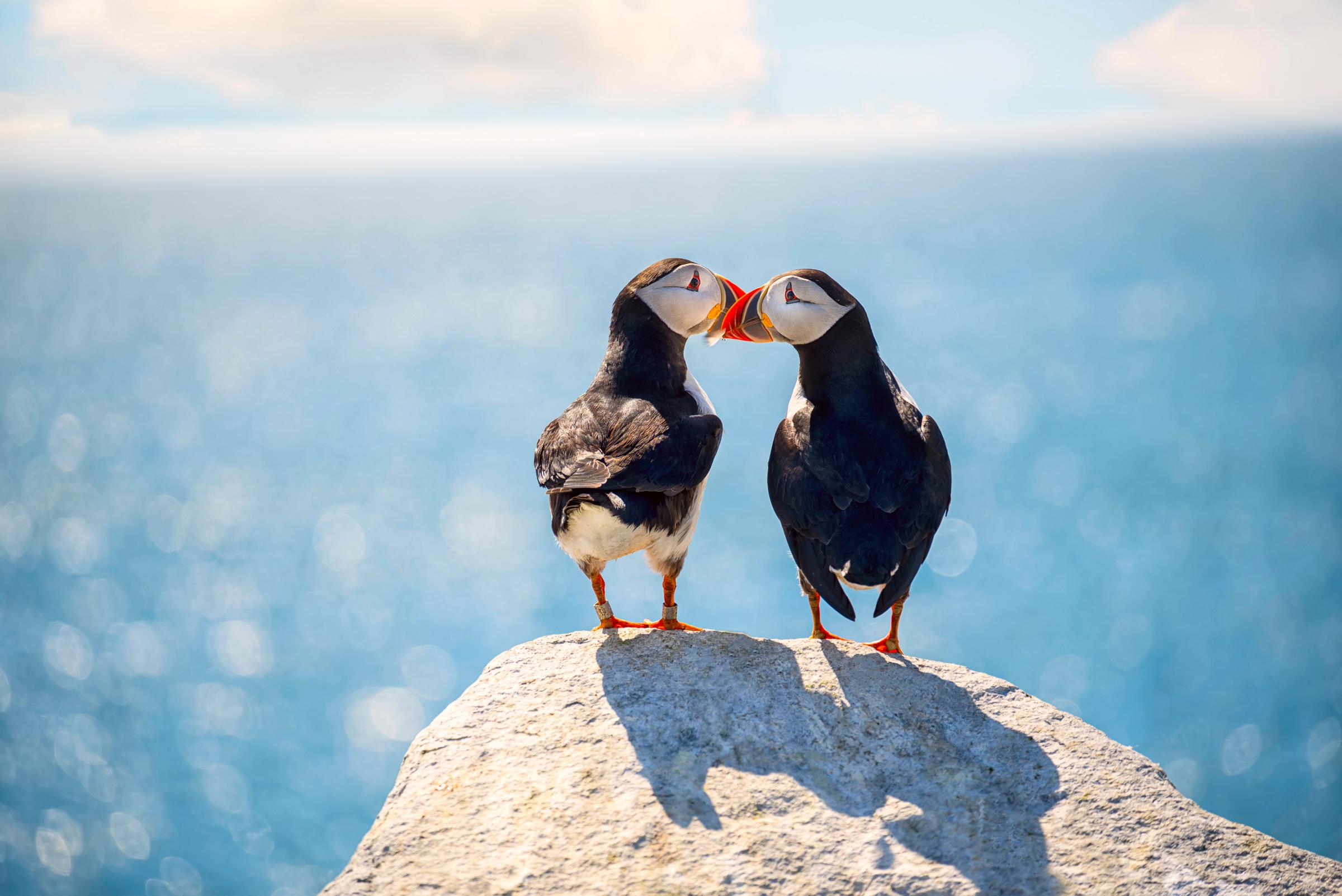 two puffins touching each other with their beaks on a rock with the sea on the background