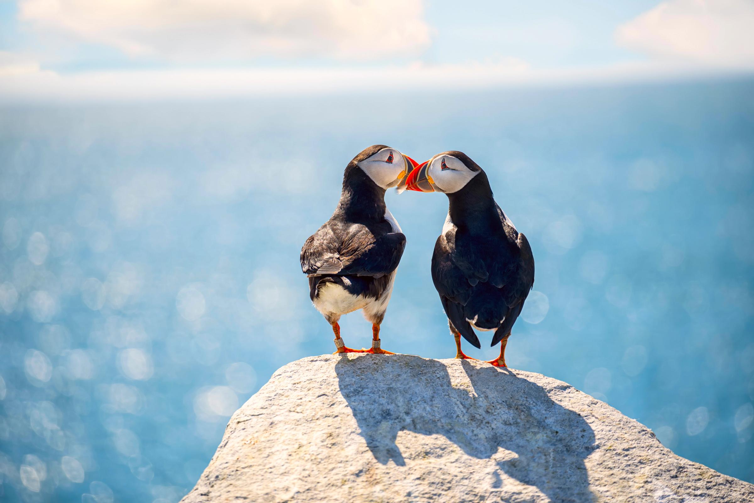 two puffins touching their beaks on top of a rock with the sea on the background