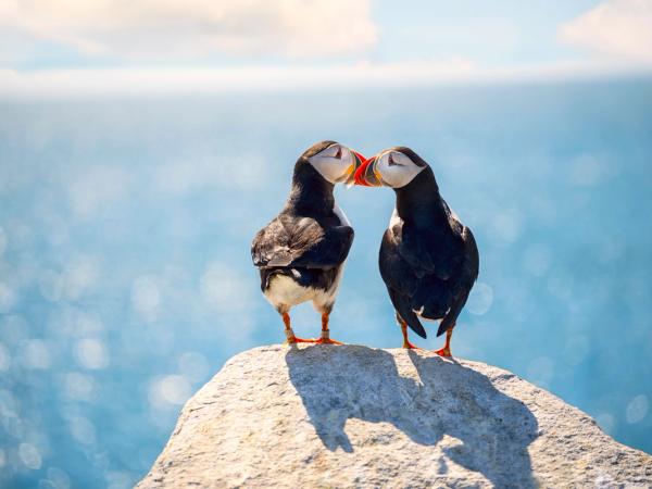 two puffins touching each other with their beaks on a rock with the sea on the background
