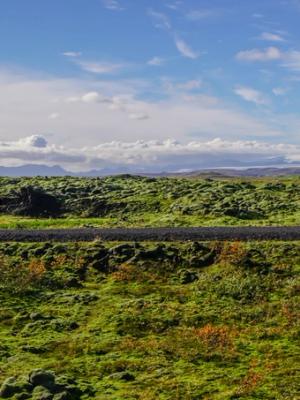 a white van is driving down a road through a grassy field .