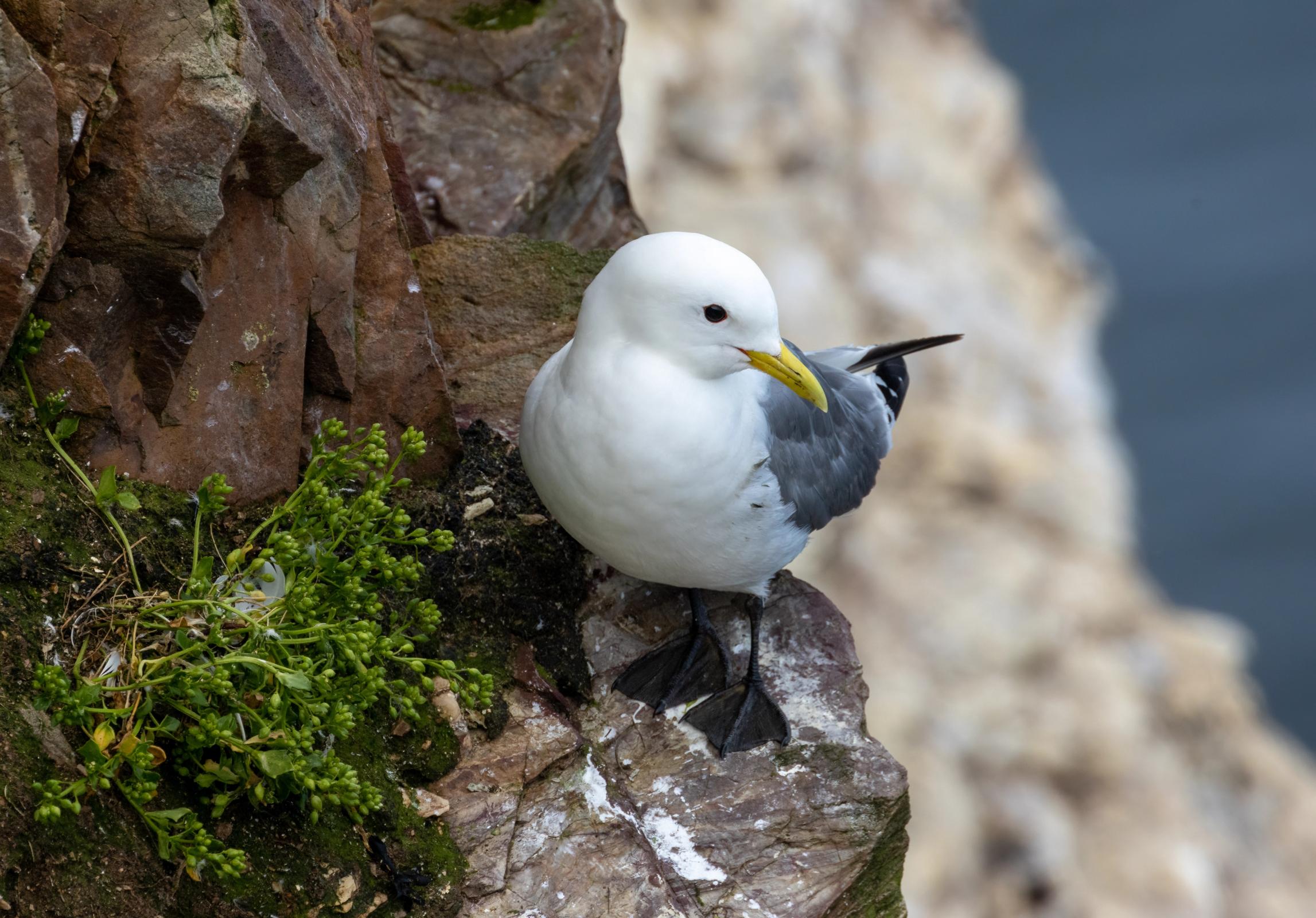 a white and black-legged bird on a cliff
