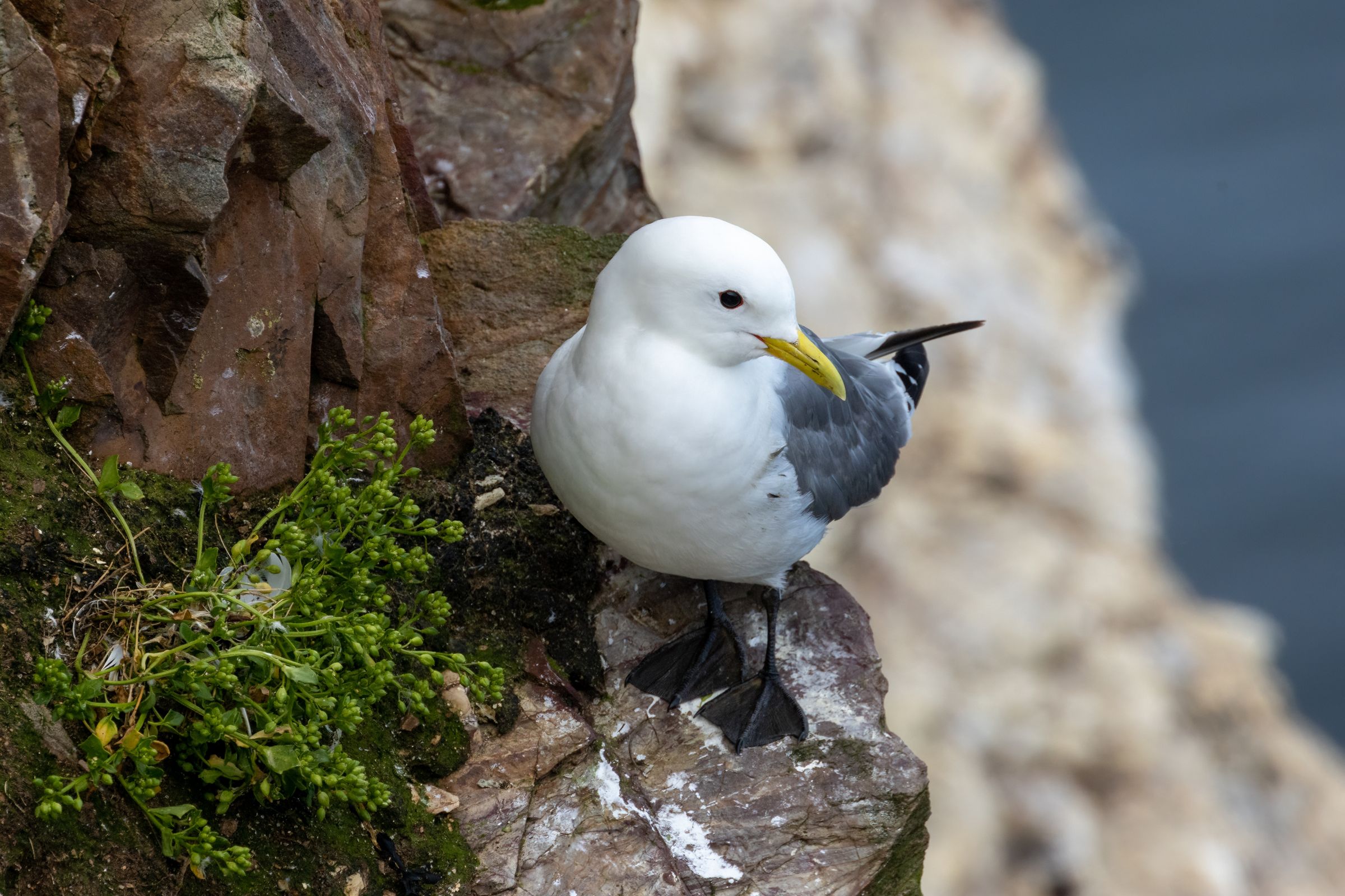a white and black-legged bird on a cliff