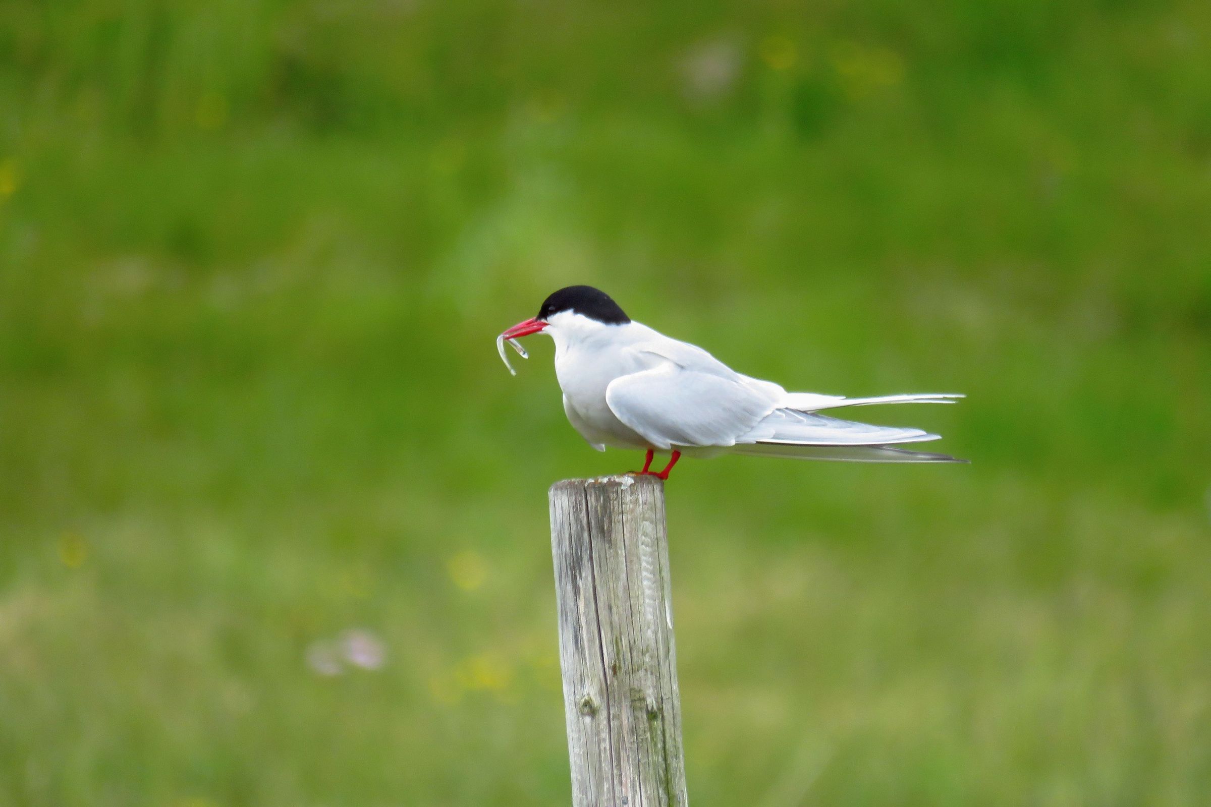 Un charrán ártico posado en un poste de madera, sosteniendo un gusano blanco en su pico, contra un fondo verde.