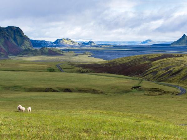 a green meadow with two sheeps in it