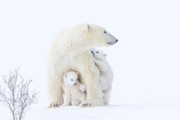 Polar bear mother Polar bear mother and cubs in the snow