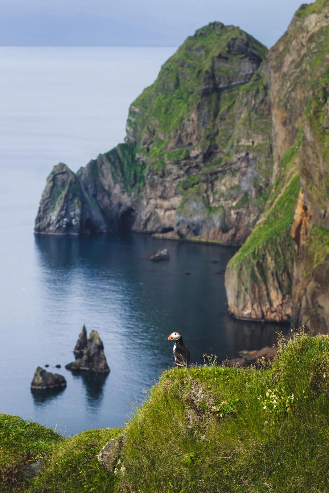 A puffin on a grassy cliff edge overlooking a calm sea with dramatic green cliffs and sea stacks.