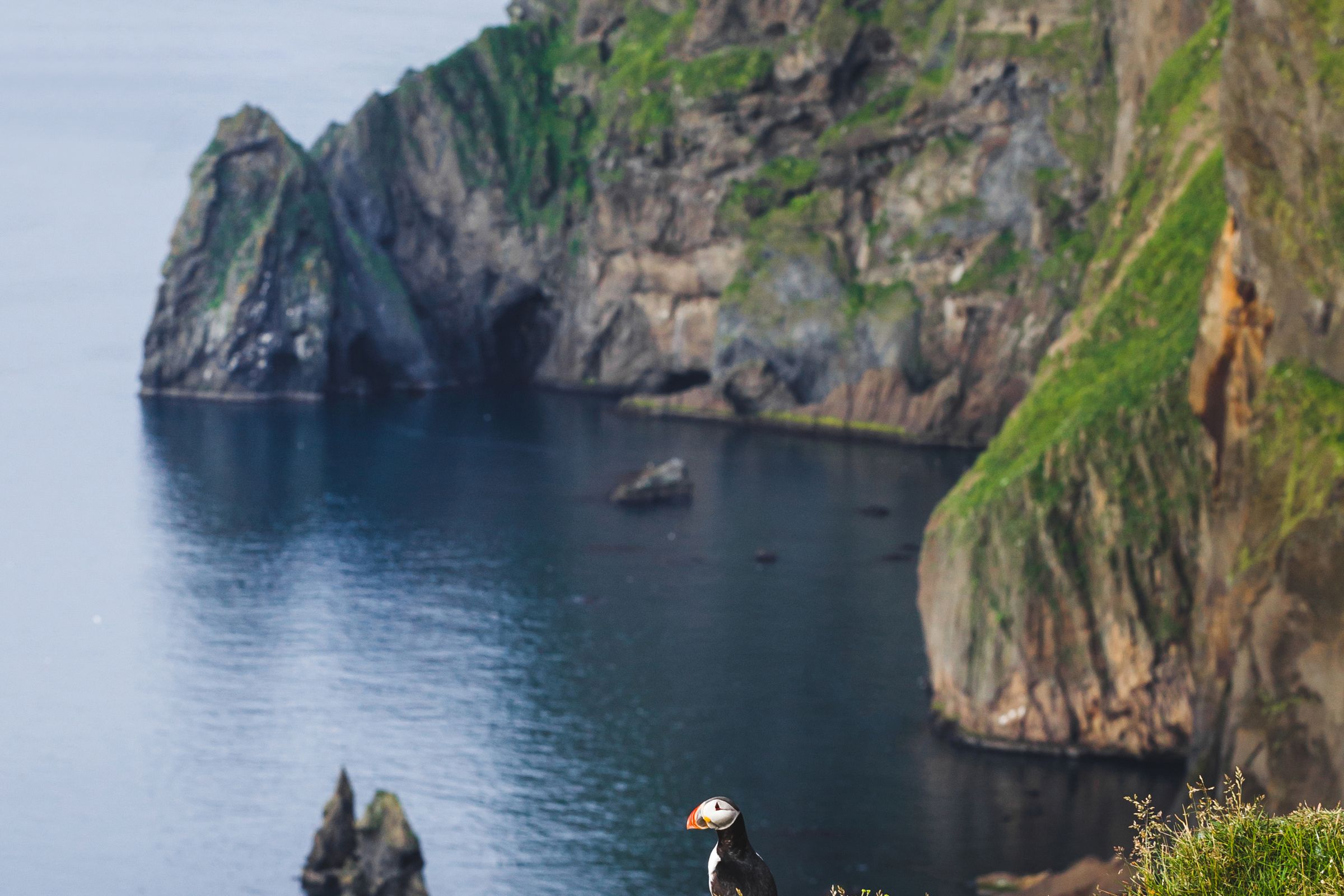 A puffin on a grassy cliff edge overlooking a calm sea with dramatic green cliffs and sea stacks.