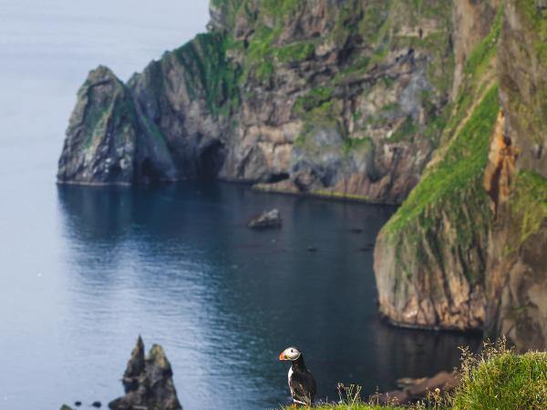 a puffin on a cliff with the sea and more cliffs on the background