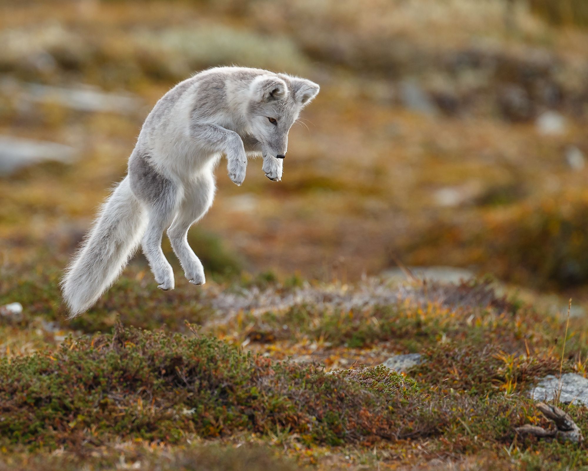 an arctic fox jumping 