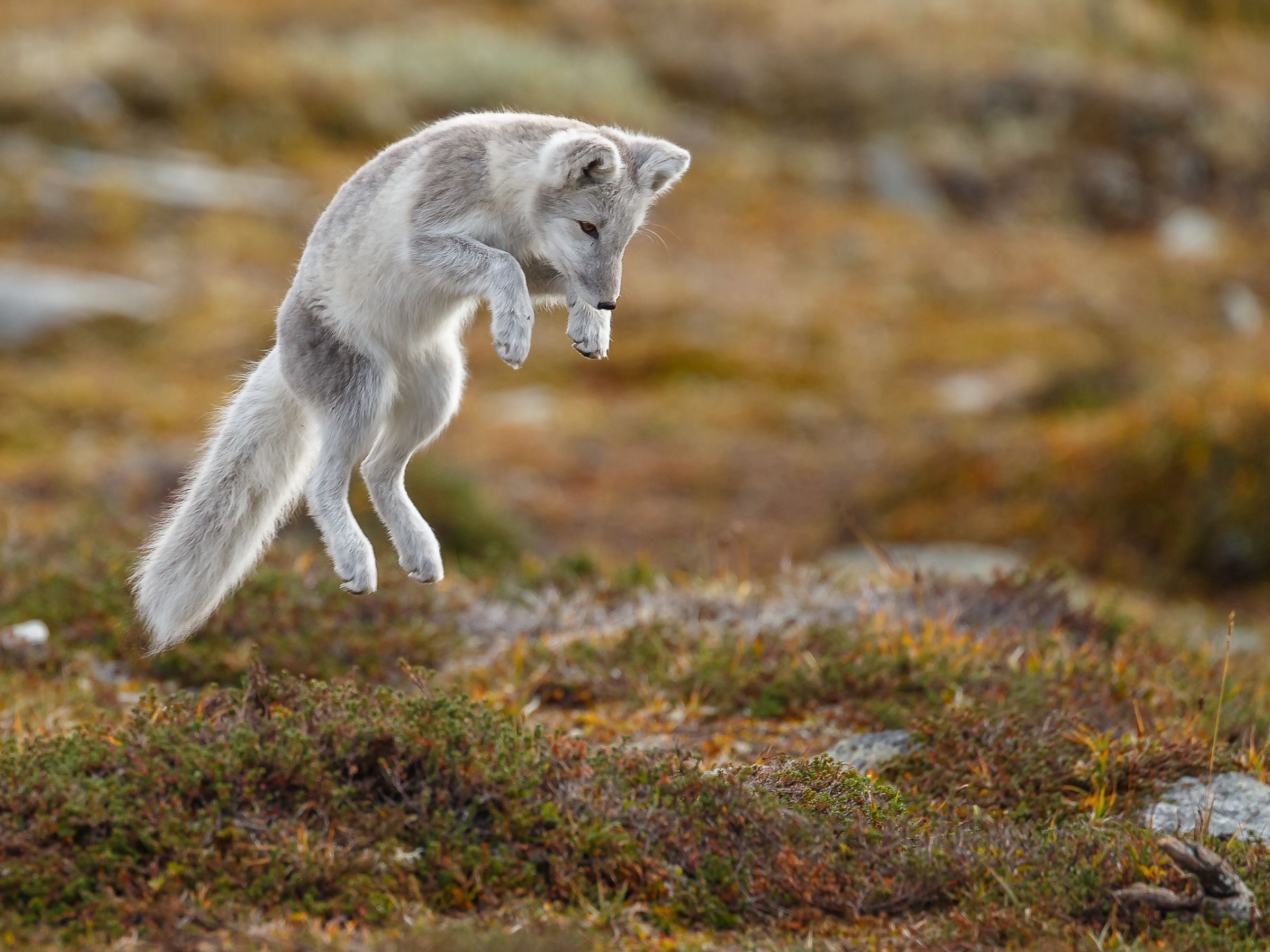A light grey arctic fox jumps through the air over autumn tundra.