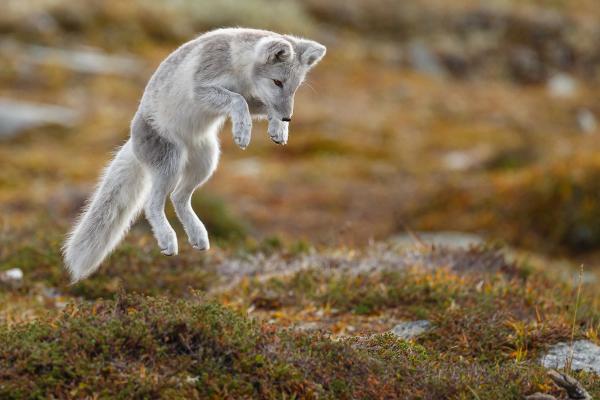 an arctic fox is jumping in the air .