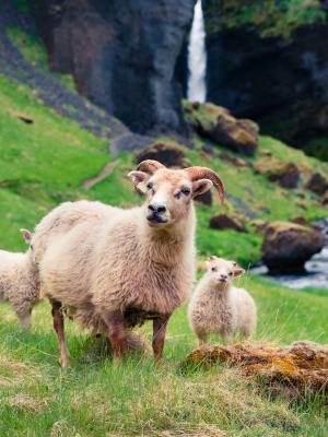 Sheep with two babies on a green lawn with a waterfall in the background