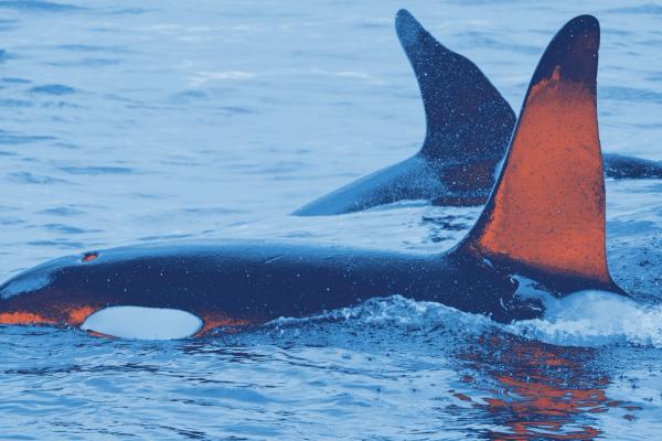 Two orcas spotted in Heimaey Island