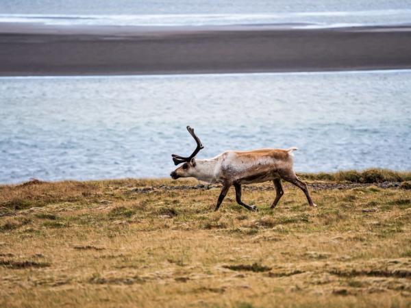Wild raindeer walking around in Iceland