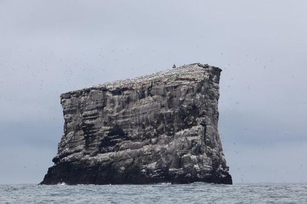 a large rock in the middle of the ocean with birds on it .