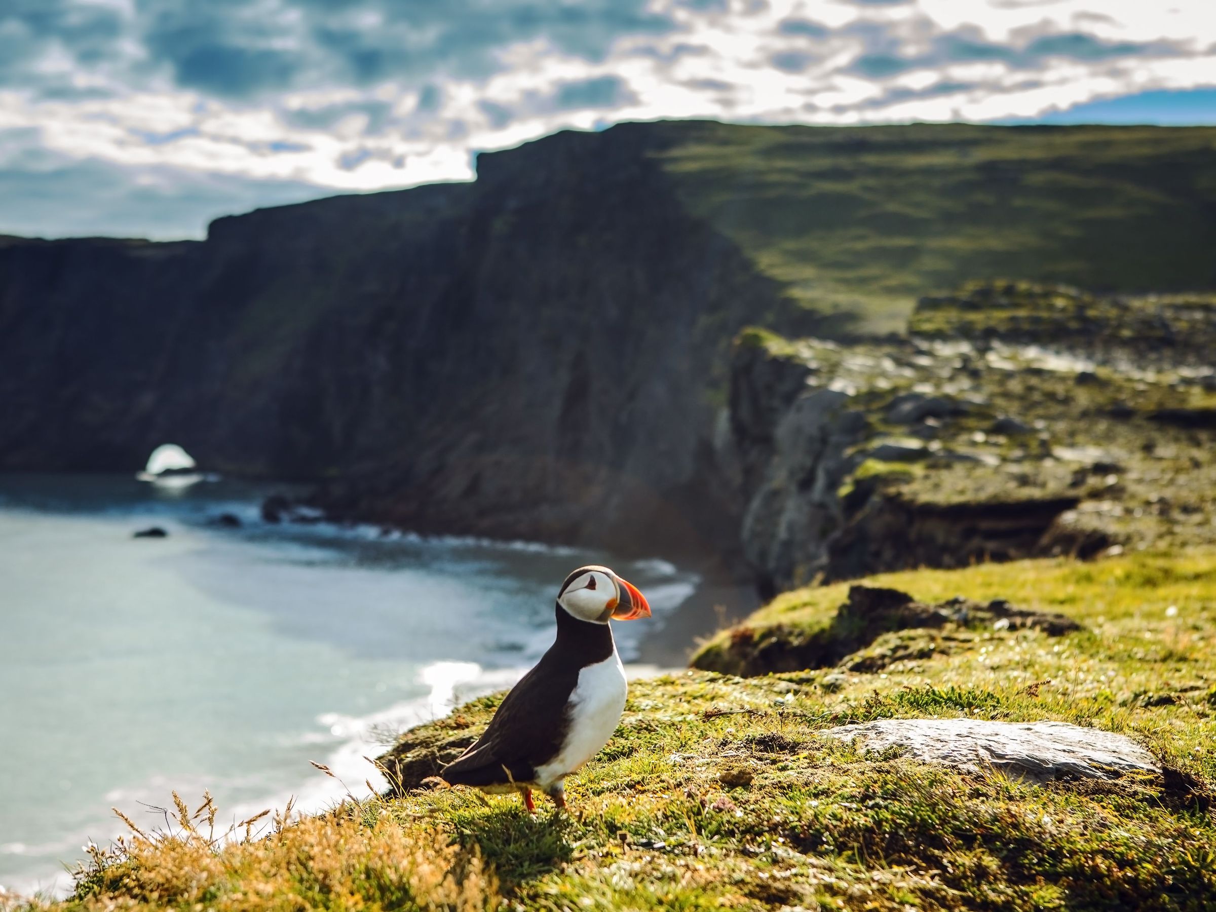puffin in iceland