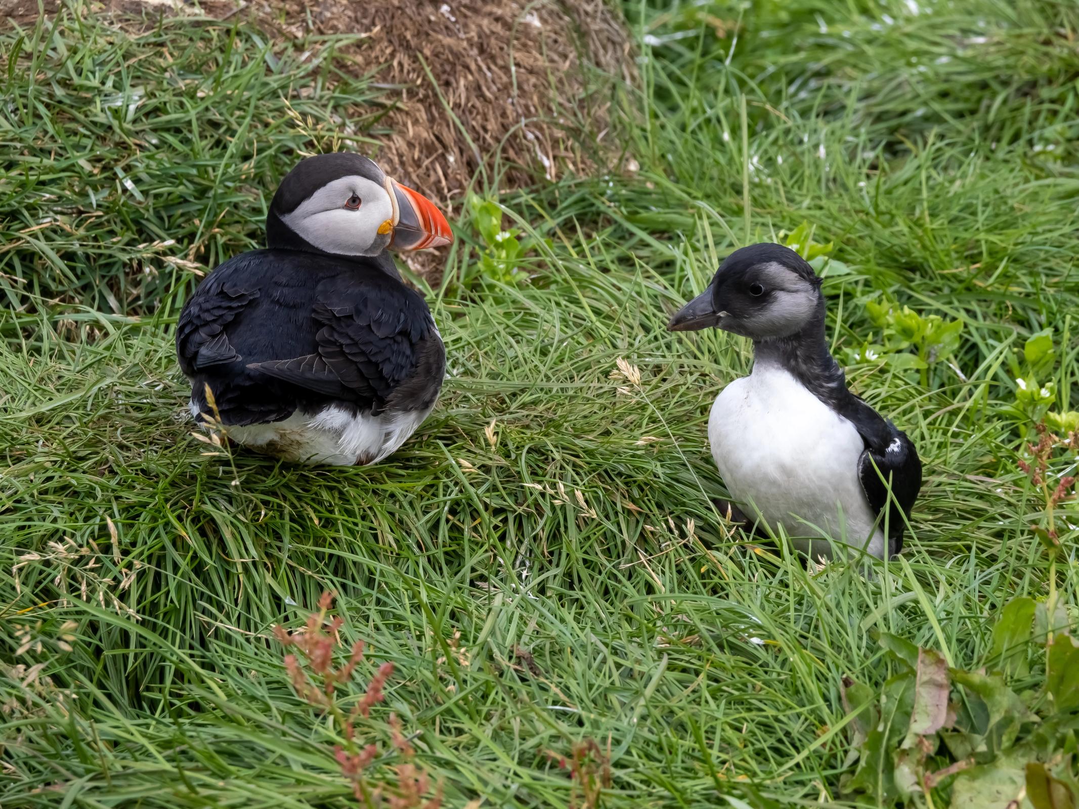 a grown puffing and a puffling on a grass field