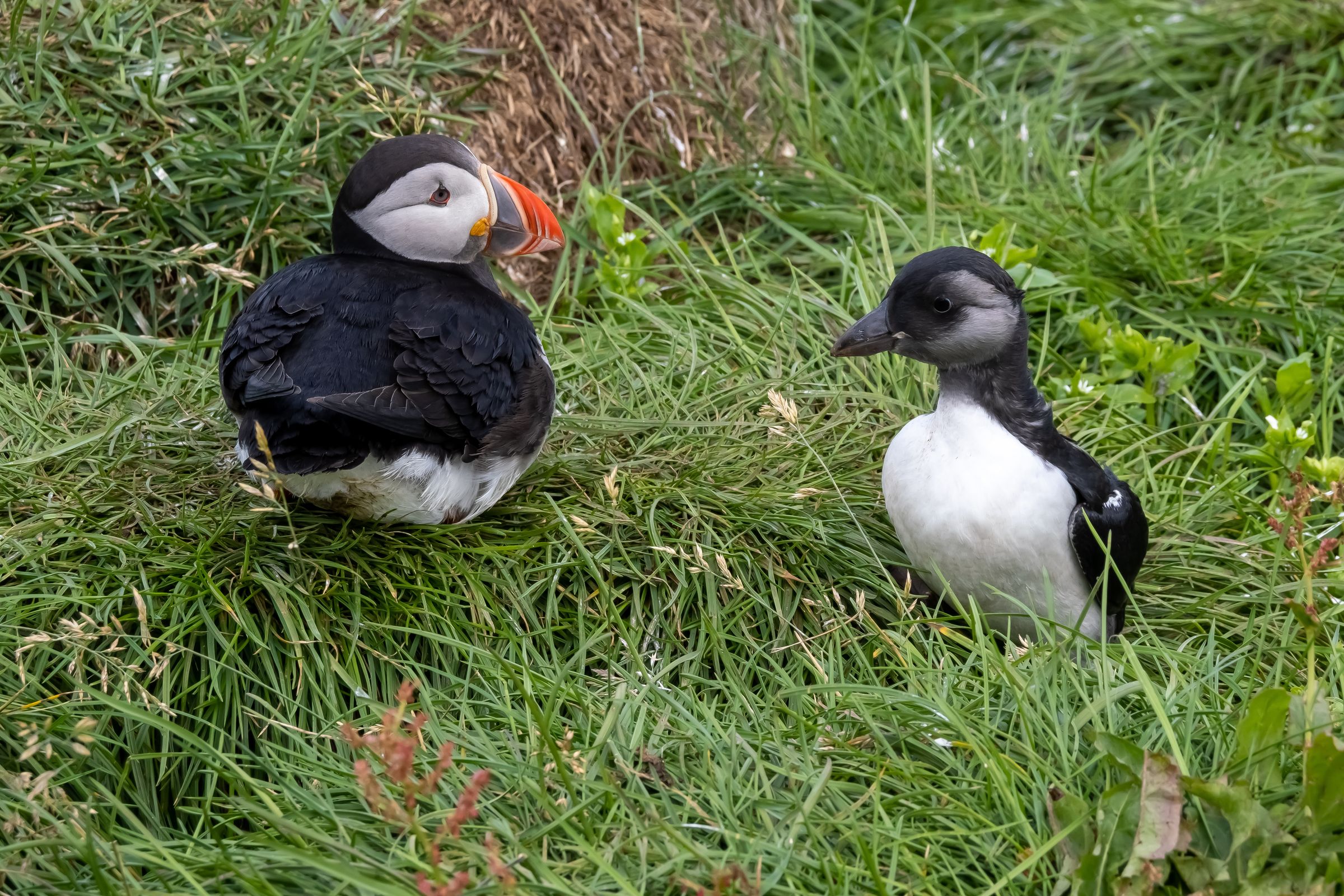 a grown puffing and a puffling on a grass field