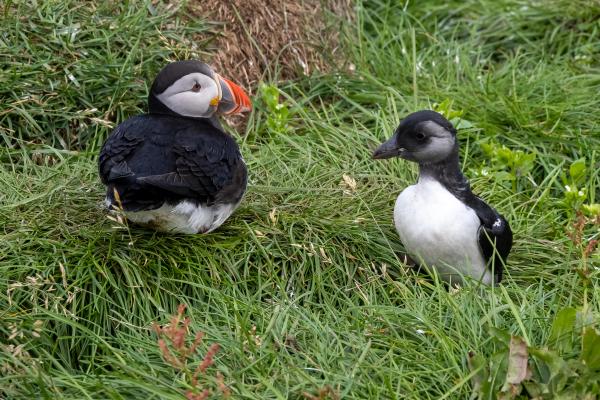 a grown puffing and a puffling on a grass field