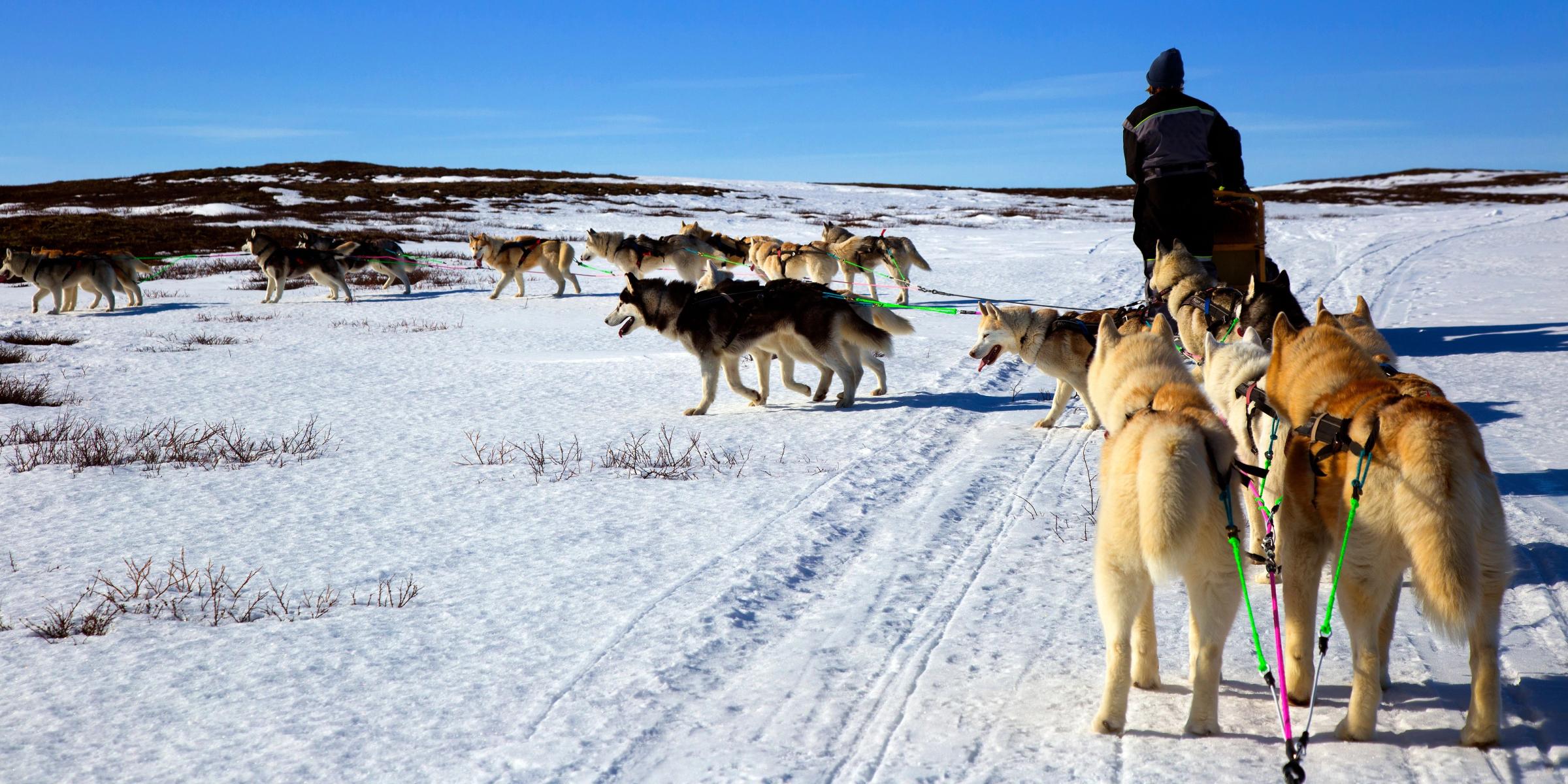 a man is riding a sled pulled by a herd of husky dogs .