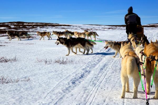 a man is riding a sled pulled by a herd of husky dogs .