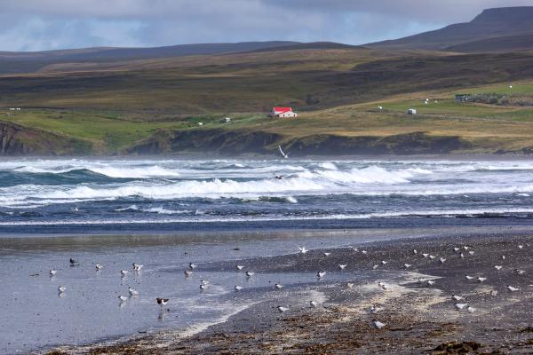 Birds in a beach in Tjörnes Peninsula