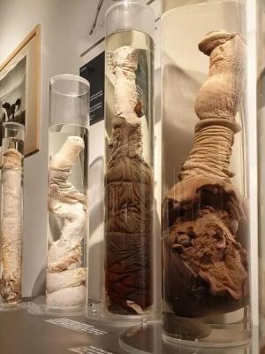 Different types of penises in jars, Phallological museum in Iceland