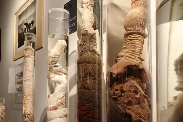 Phallological Icelandic museum