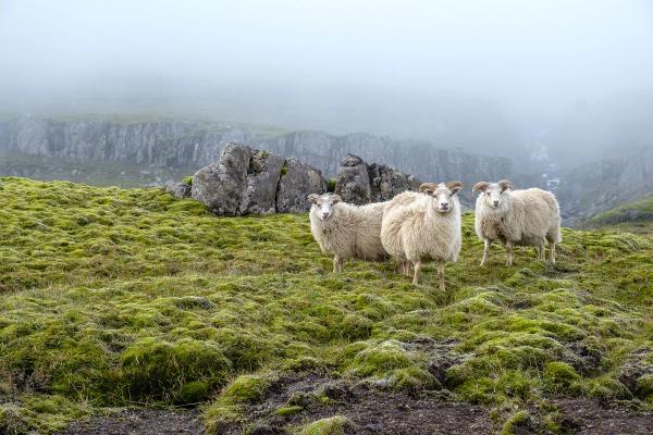three sheep are standing in a grassy field on a foggy day .