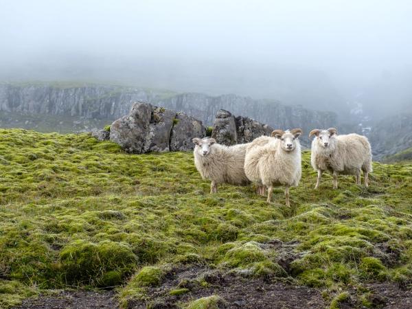Icelandic sheeps