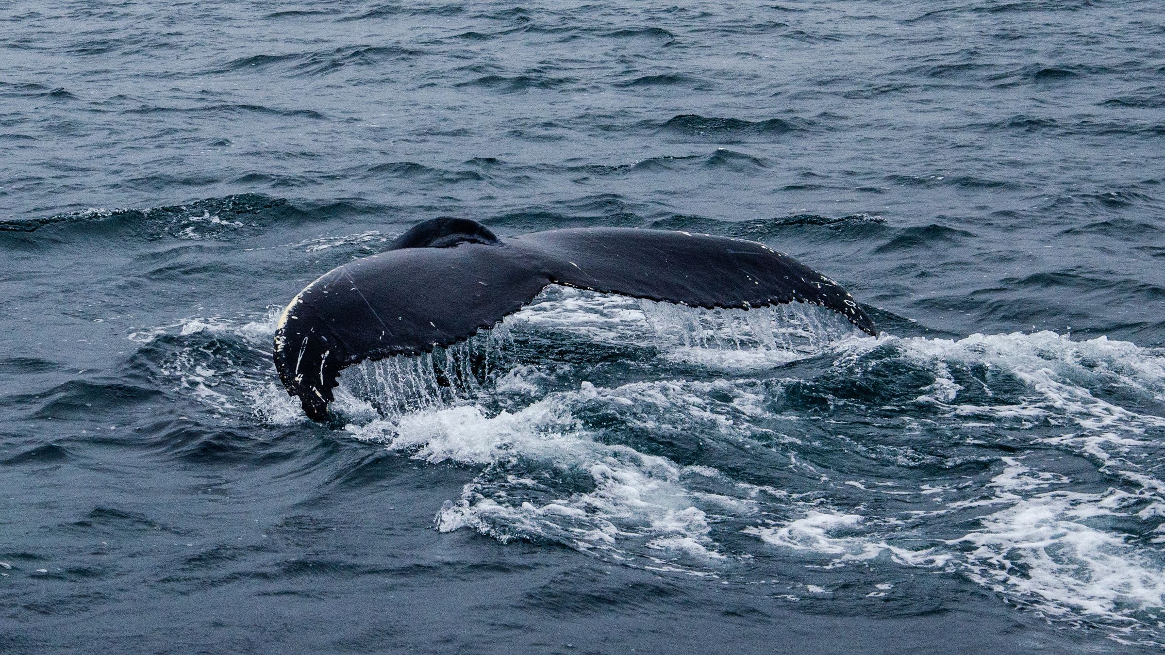 magnetic view on a whale tail 