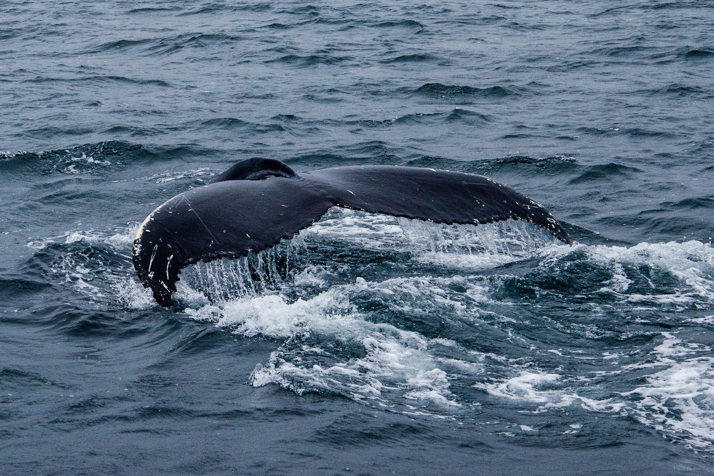 whale watching, Westfjords magnetic view on a whale tail