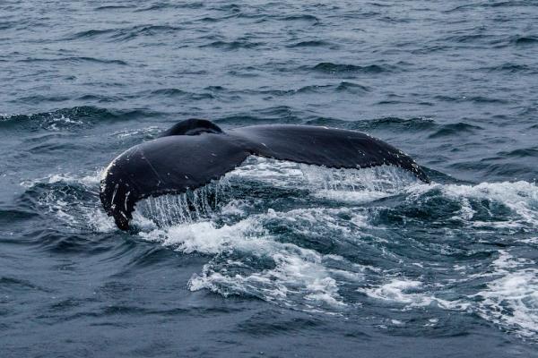 whale watching, Westfjords magnetic view on a whale tail