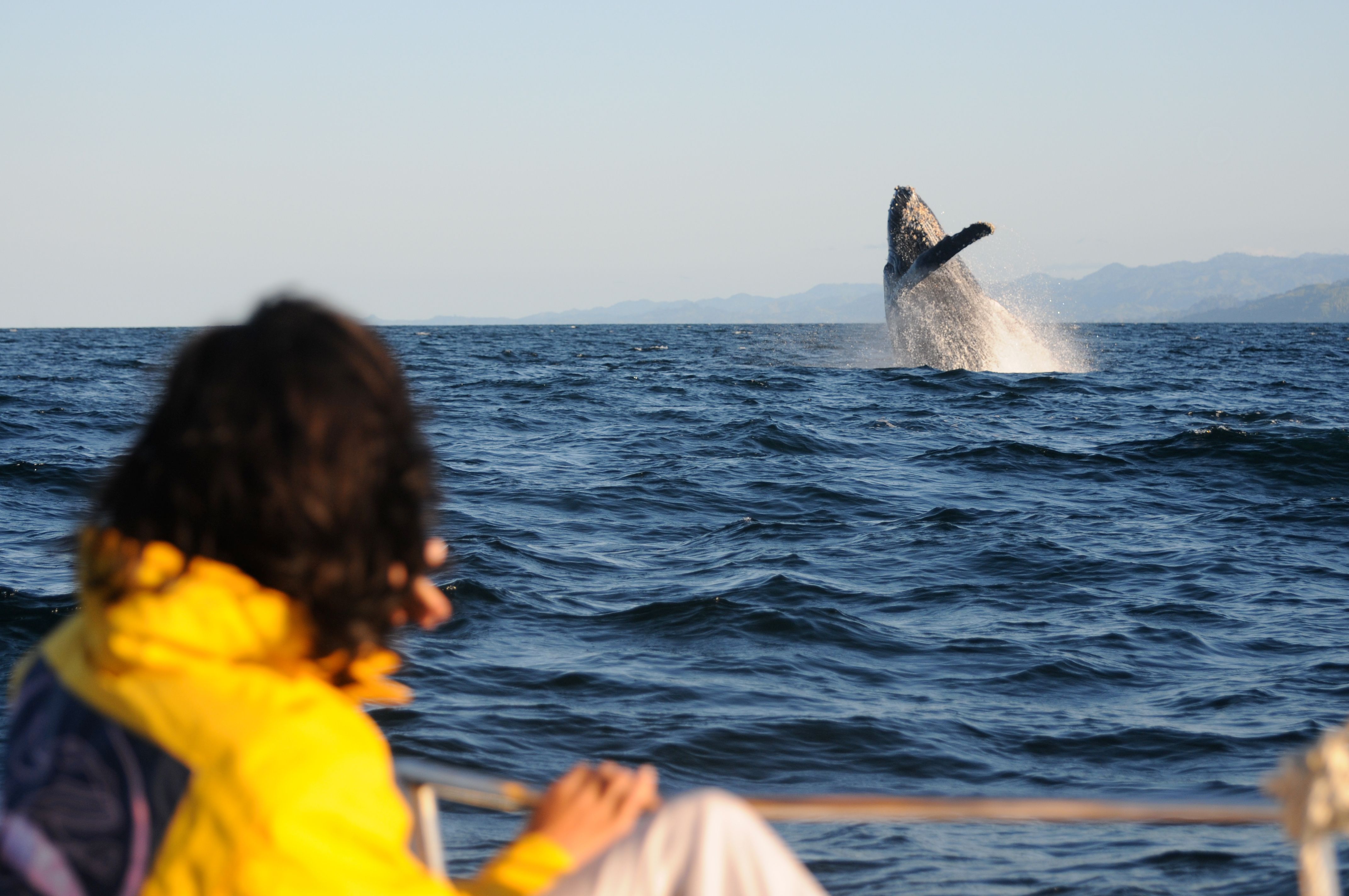 Persona viendo como una ballena jorobada salta del agua