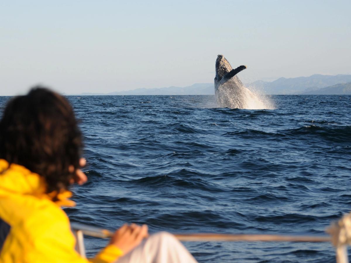 Persona viendo como una ballena jorobada salta del agua