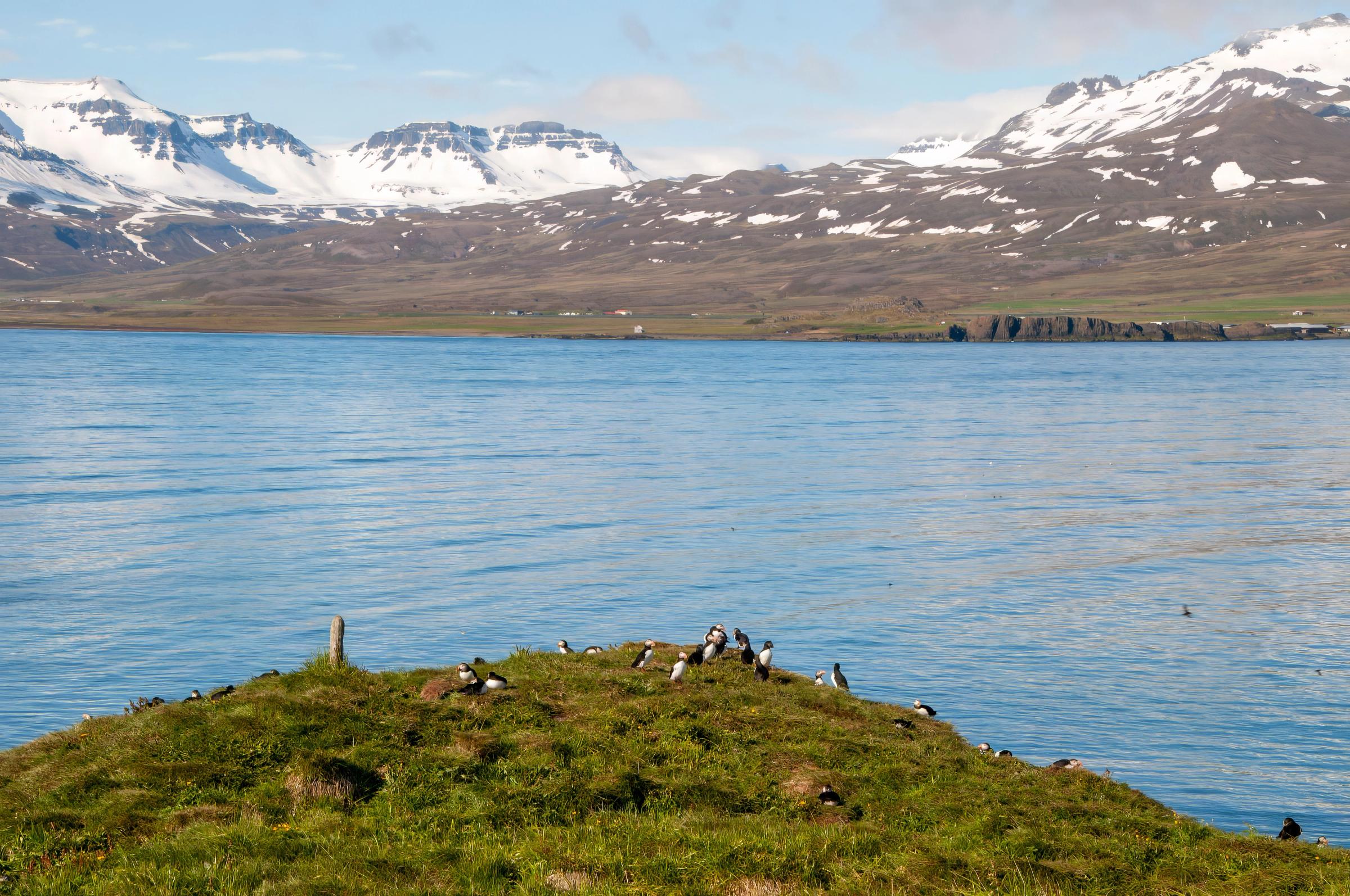 un grupo de pájaros está posado en la cima de una colina cubierta de hierba junto a un lago .