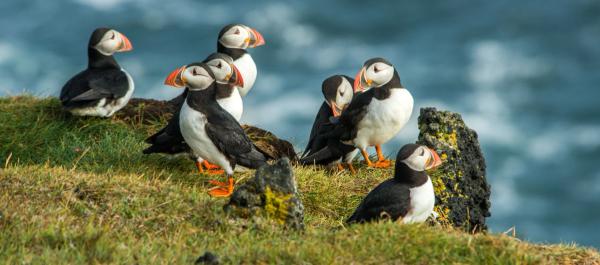 Grupo de frailecillos en Islandia sobre una roca con el océano de fondo