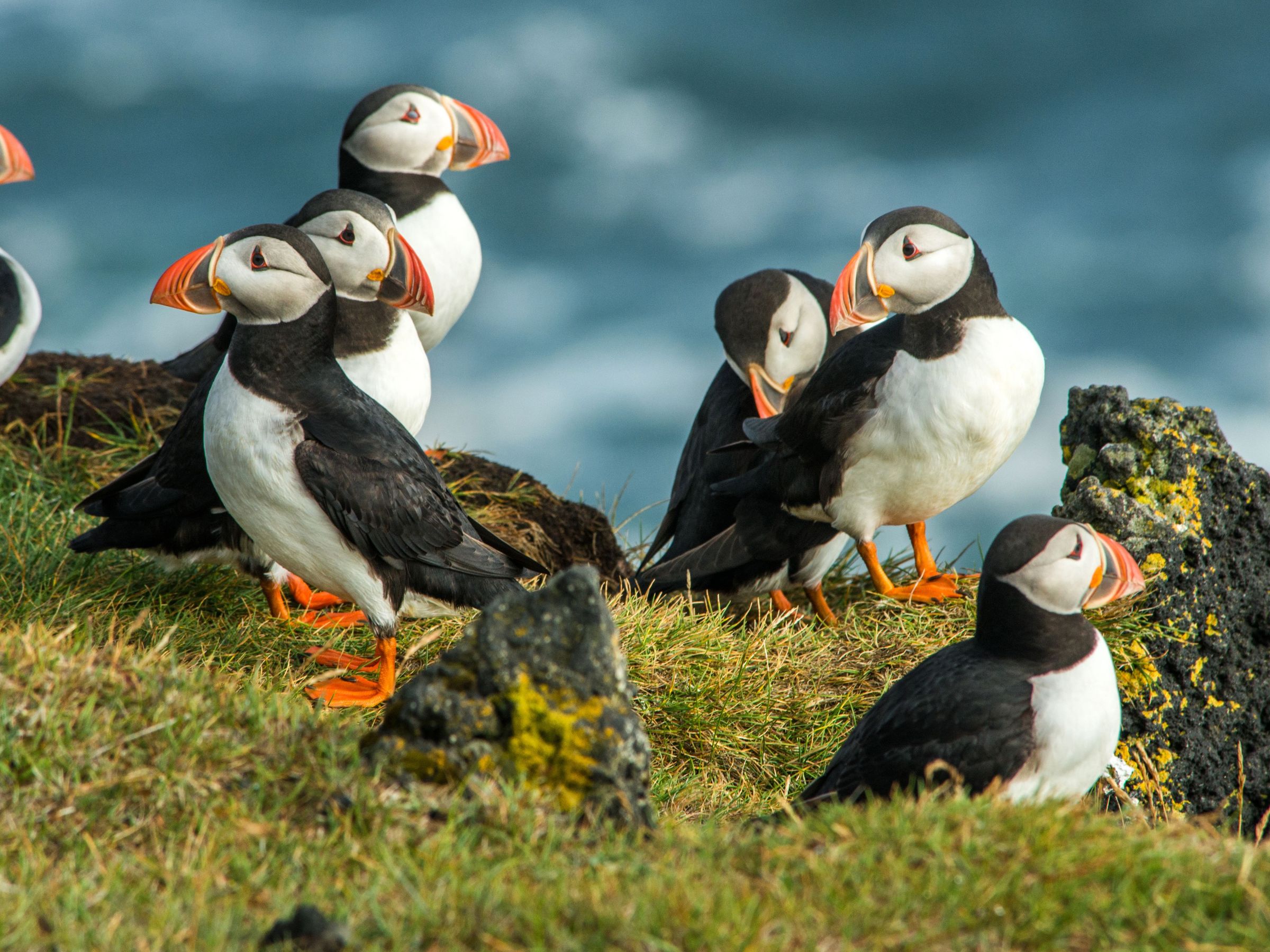 Group of puffins in Iceland
