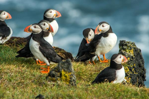 Group of puffins in Iceland