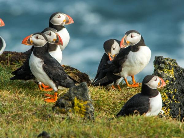 Grupo de frailecillos en Vestmannaeyjar