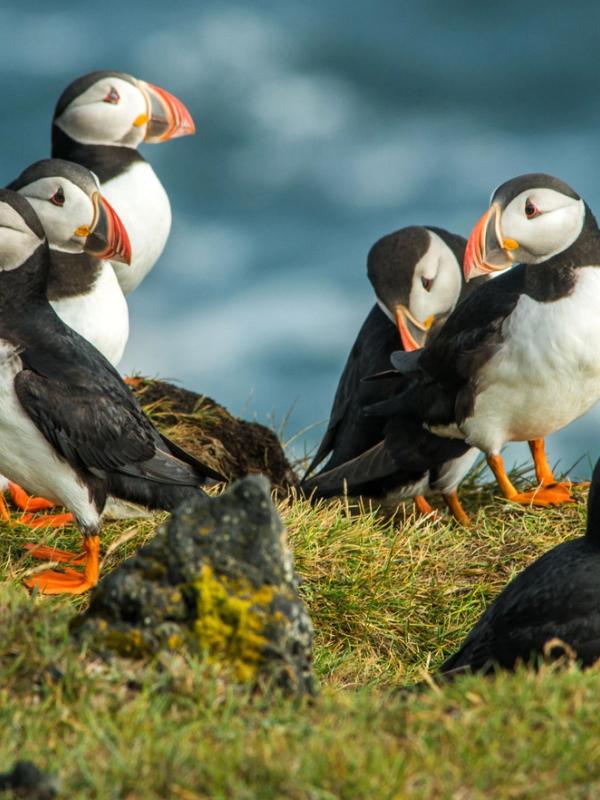 Group of Puffins in Iceland on a rock with the ocean in the background