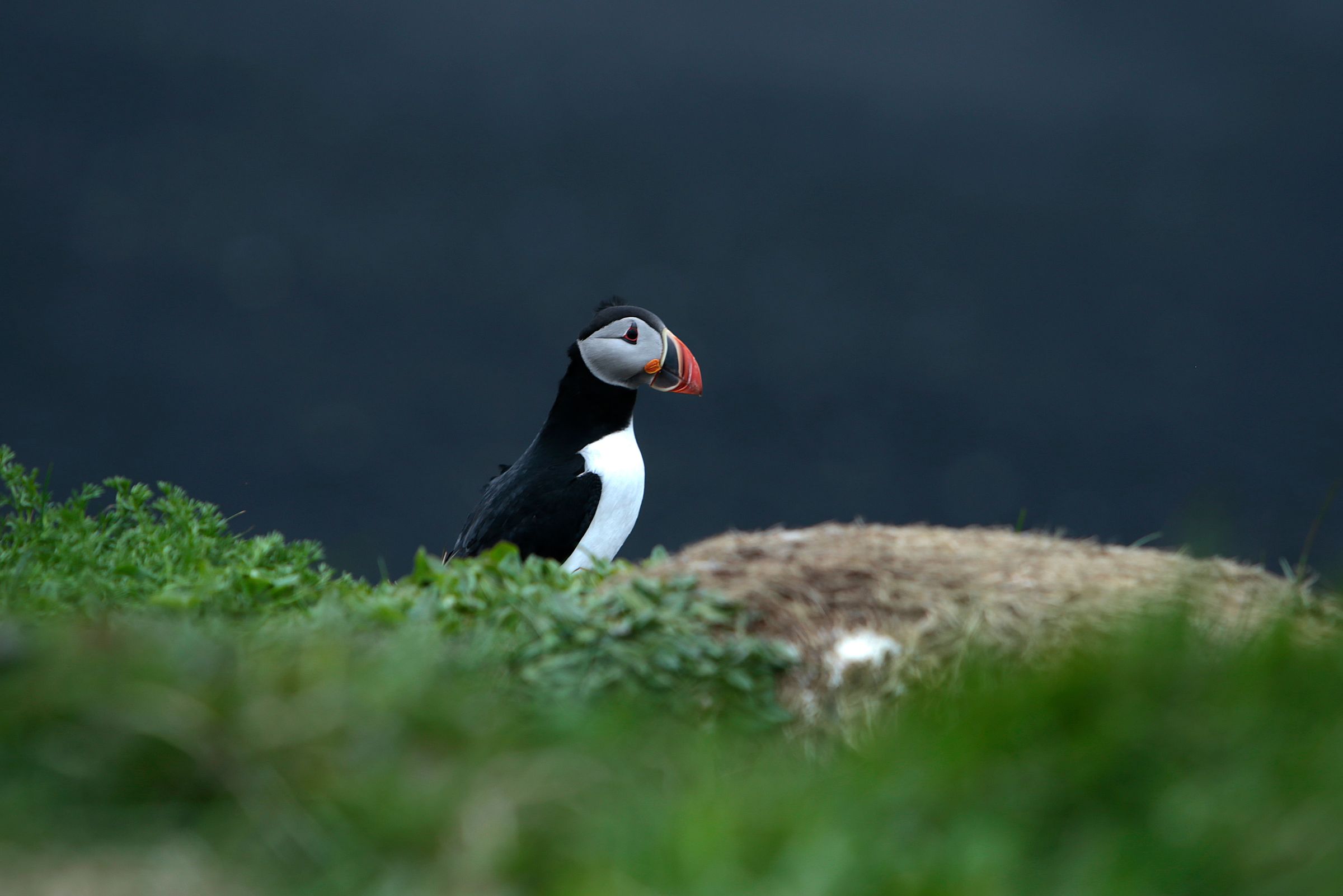 a puffin is sitting on top of a pile of grass at Reynisfjara, black sand beach in Iceland.