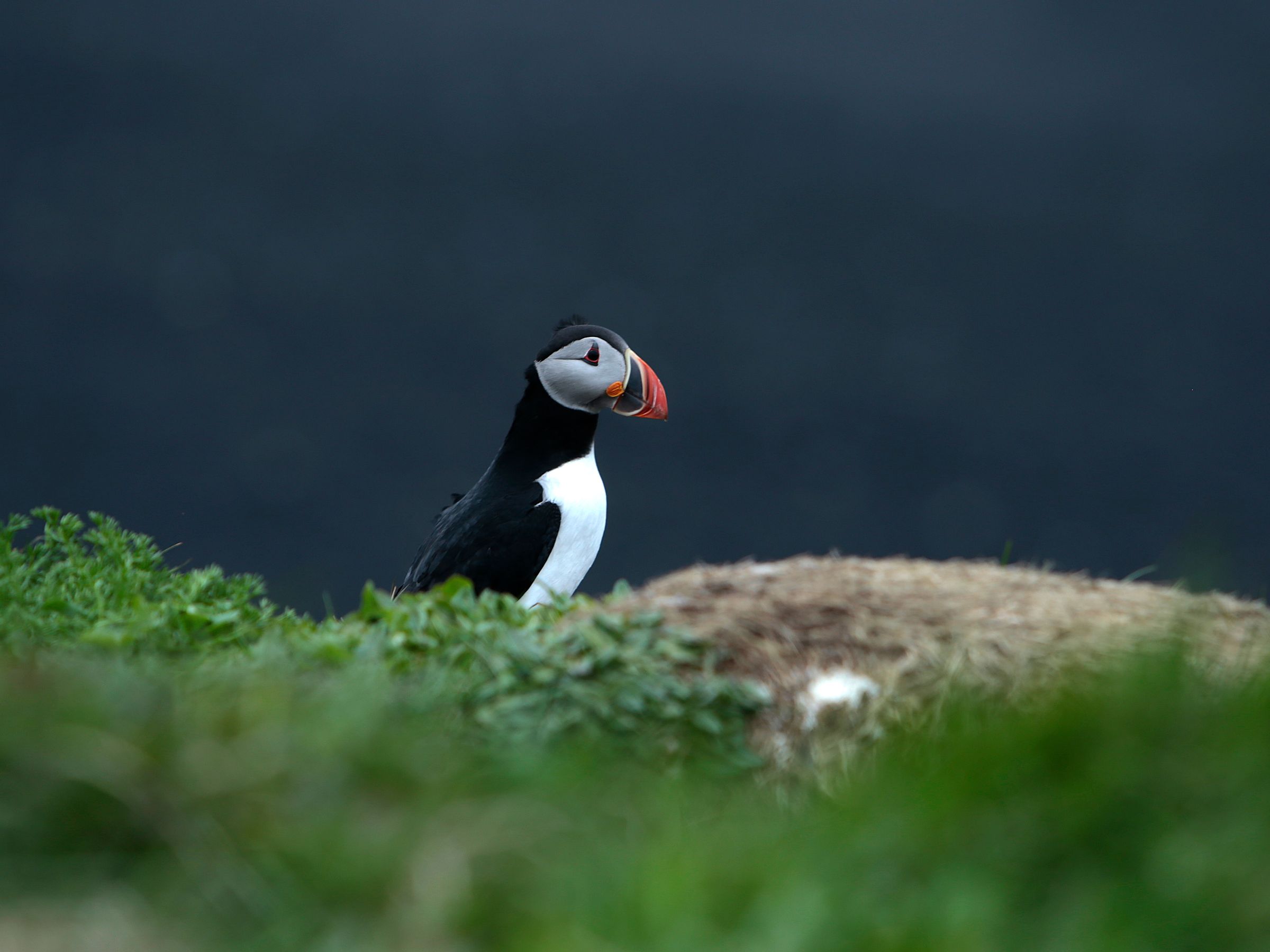 a puffin is sitting on top of a pile of grass at Reynisfjara, black sand beach in Iceland.