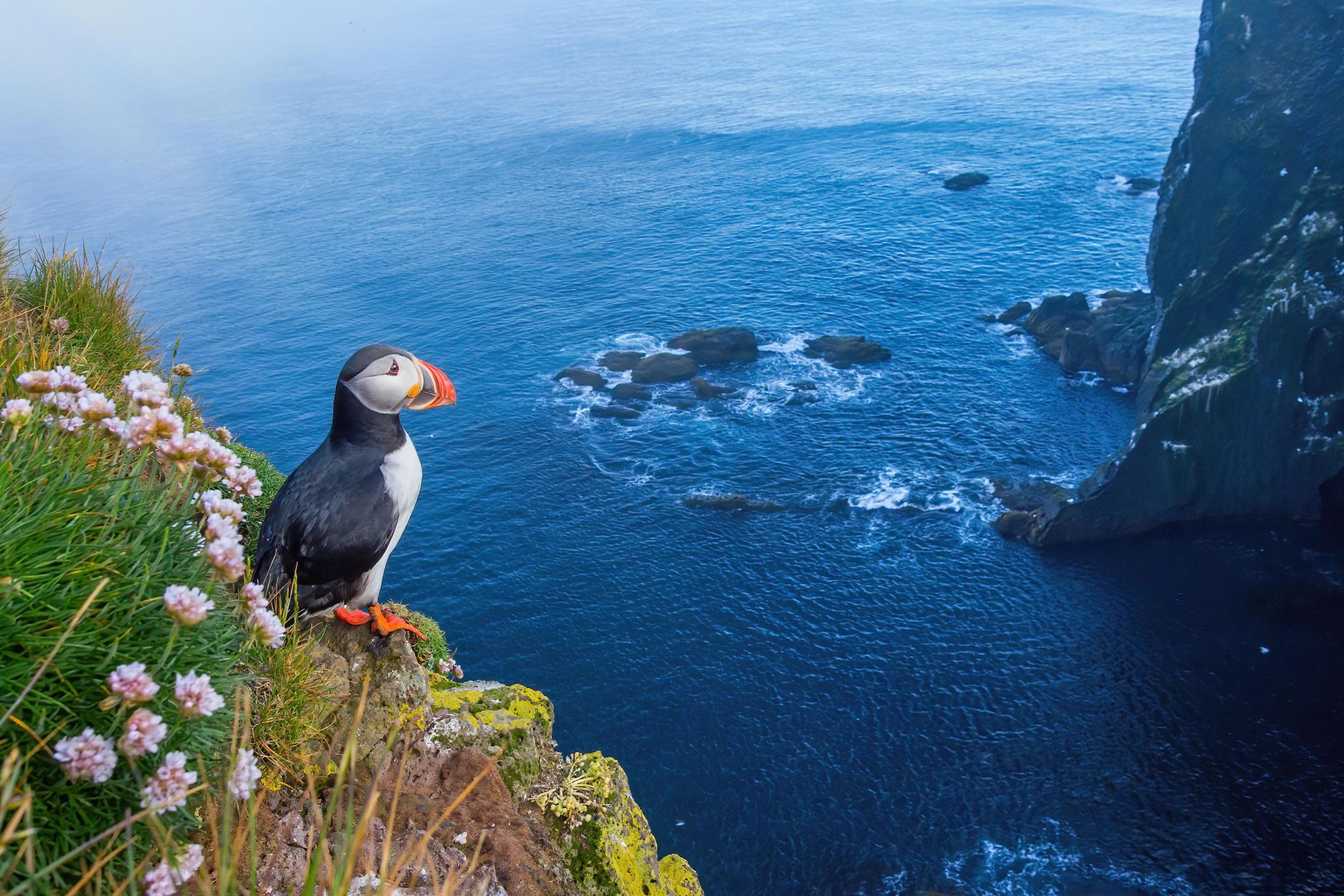 Puffin in Iceland