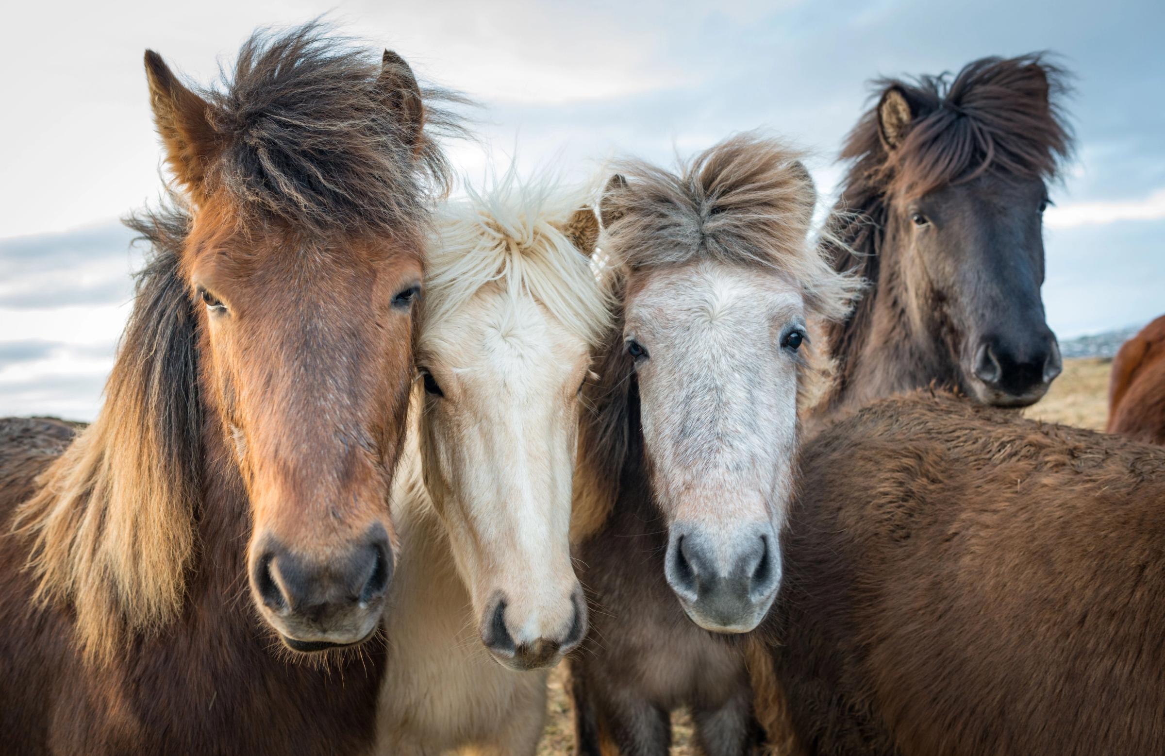 Amazing portrait of 4 beautiful Icelandic horses