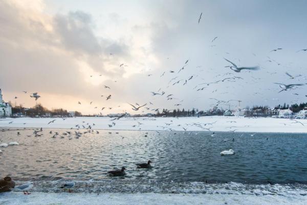 El Lago Tjörnin casi congelado, Reikiavik