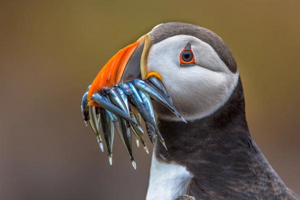 Puffins in Iceland