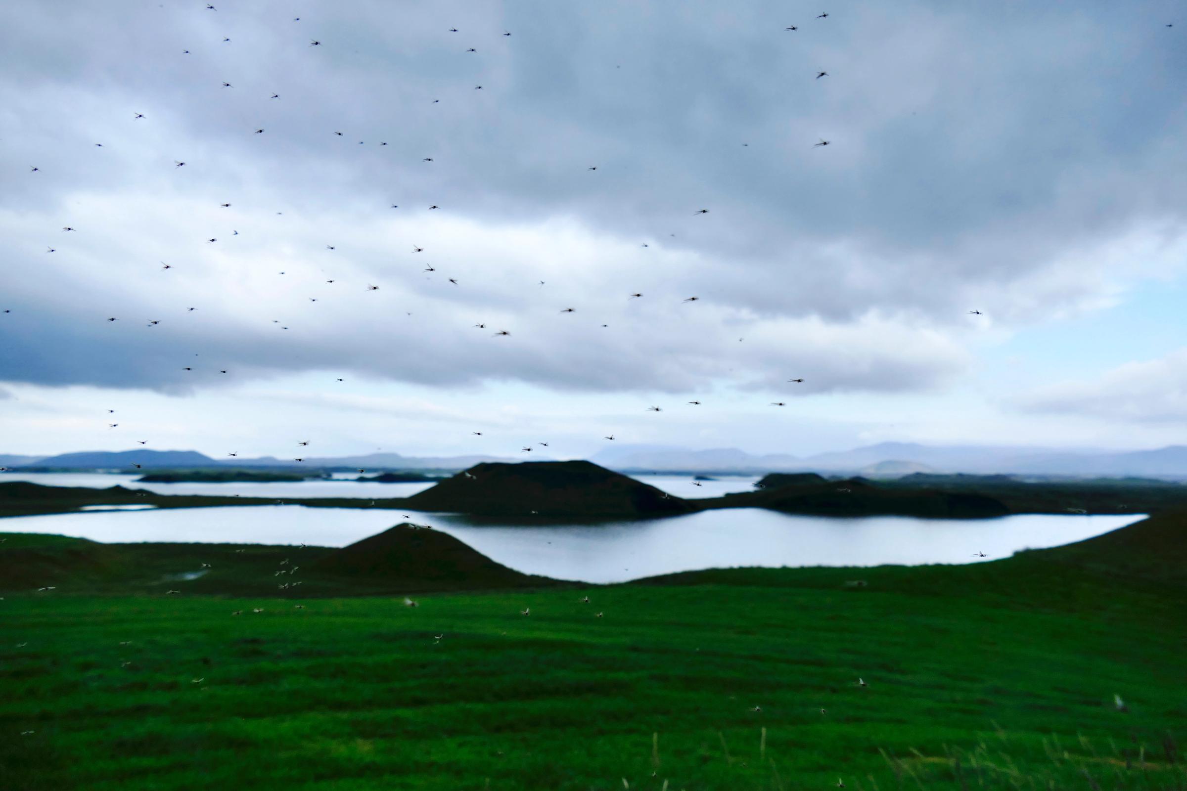 Una nube de pequeños insectos voladores llena un cielo nublado sobre un lago rodeado de colinas verdes.